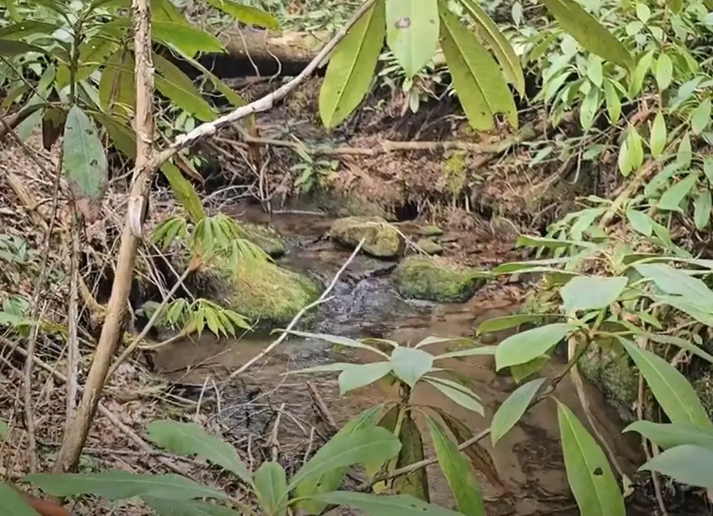 0 Falls Road Scaly Mountain NC 28775