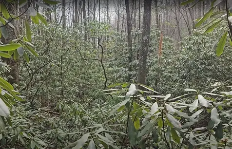 0 Falls Road Scaly Mountain NC 28775