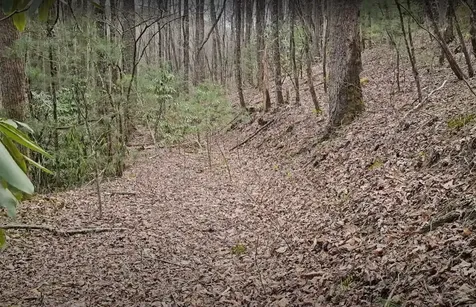 0 Falls Road Scaly Mountain NC 28775