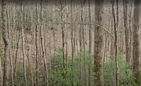 0 Falls Road Scaly Mountain NC 28775