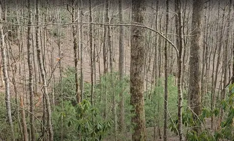 0 Falls Road Scaly Mountain NC 28775