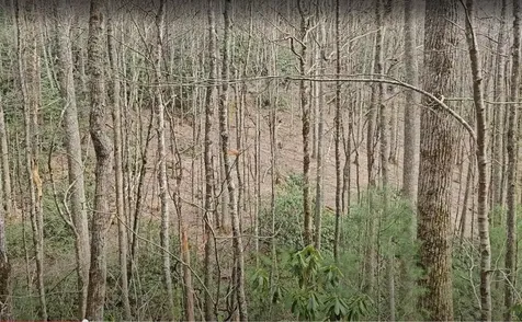 0 Falls Road Scaly Mountain NC 28775