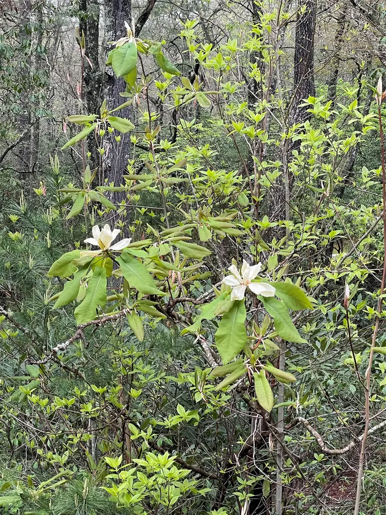 Lot G- Bailey Lane Sapphire NC 28774