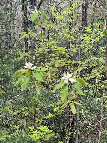 Lot G- Bailey Lane Sapphire NC 28774