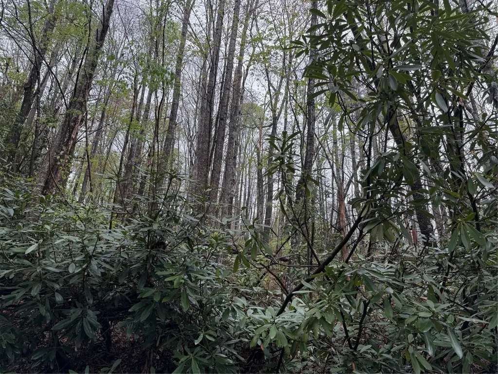 0 Holly Road Sapphire NC 28774