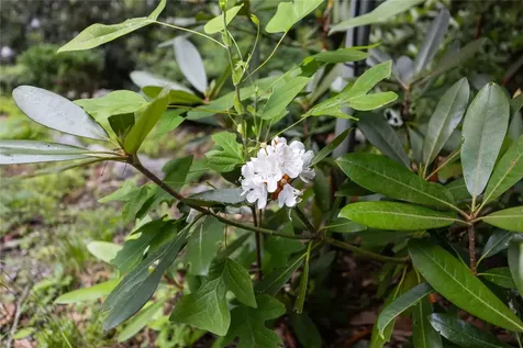 62 Plum Court Sapphire NC 28774