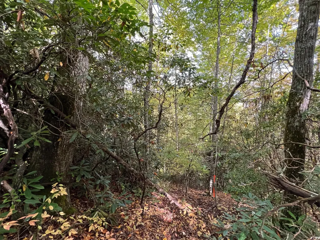 Lot 21 Bright Mountain Cullowhee NC 28723