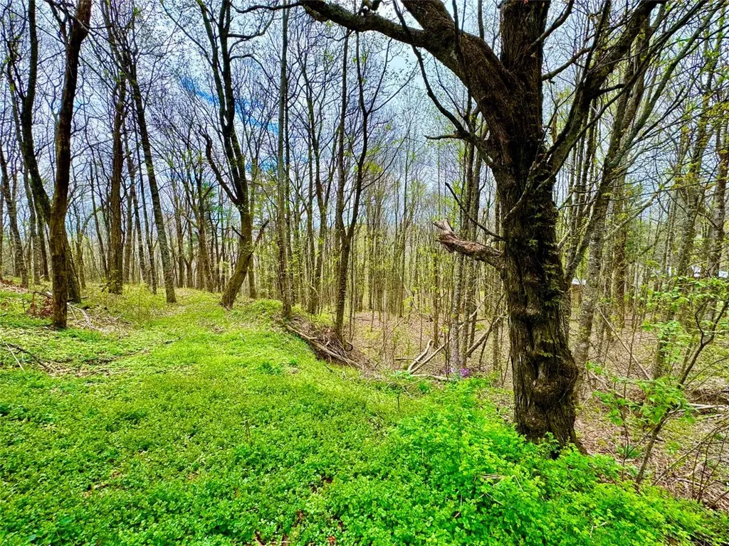 Tbd Eastside Duck Mountain Road Scaly Mountain NC 28775