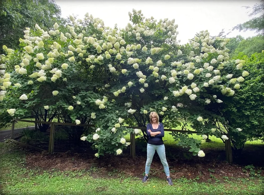 551 Bob Long Mountain Road Scaly Mountain NC 28775