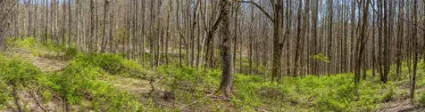 Lot 35 Thomas Knob Scaly Mountain NC 28775