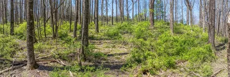 Lot 35 Thomas Knob Scaly Mountain NC 28775
