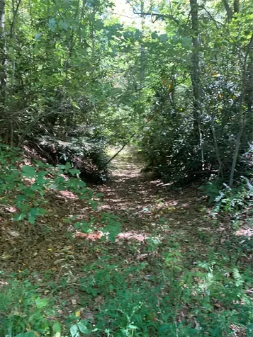 Scaly Mountain NC 28775