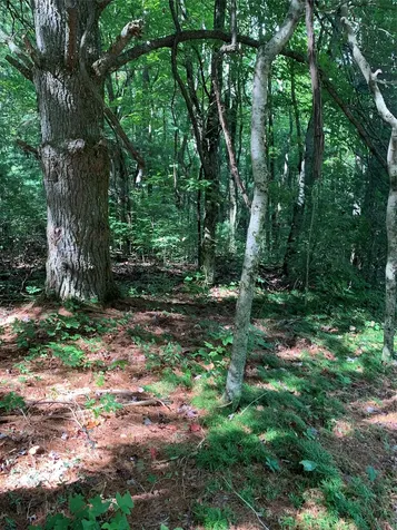 Tbd Highway 106 Scaly Mountain NC 28775