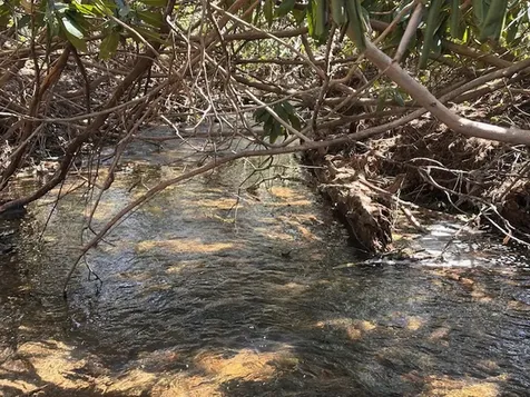 Tbd Mill Creek Road Cullowhee NC 28723