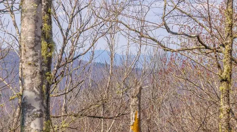 Tbd Springwater Road Cashiers NC 28717