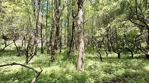 000 Cold Mountain Road Highlands NC 28741