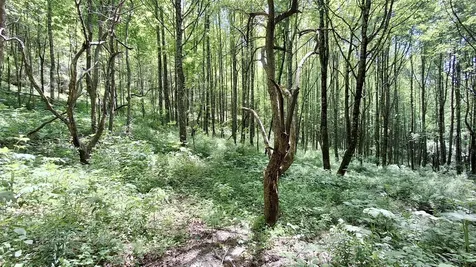 000 Cold Mountain Road Highlands NC 28741