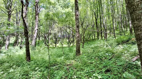 000 Cold Mountain Road Highlands NC 28741