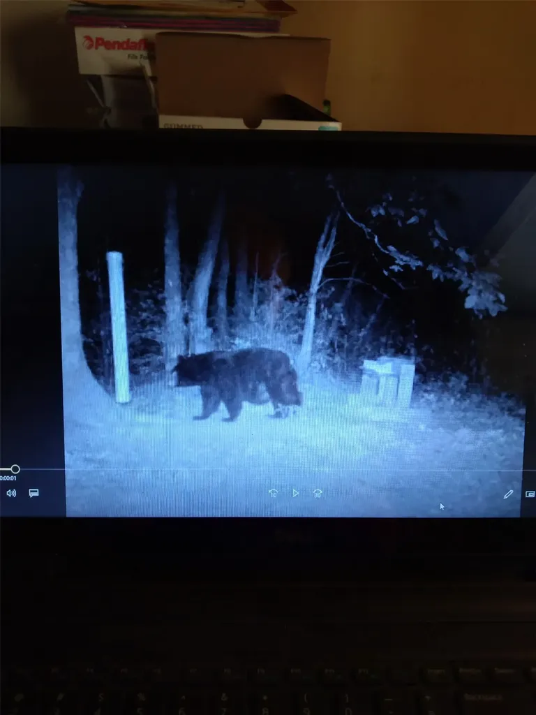 1575 Lloyd Cove Road Scaly Mountain NC 28775