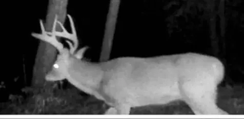 1575 Lloyd Cove Road Scaly Mountain NC 28775
