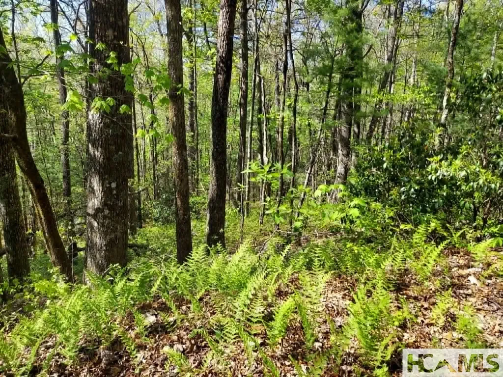 0 Pipetrack Gap Road Scaly Mountain NC 28775