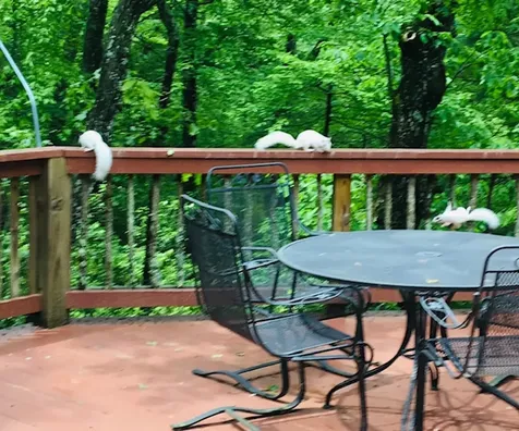 86 Meadow Ridge Cashiers NC 28717