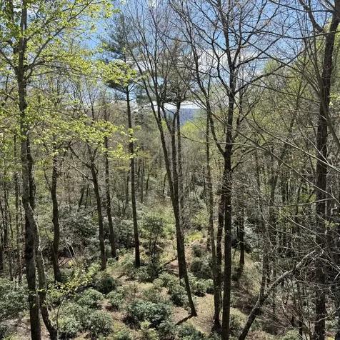1245 Buckberry Drive Sapphire NC 28774
