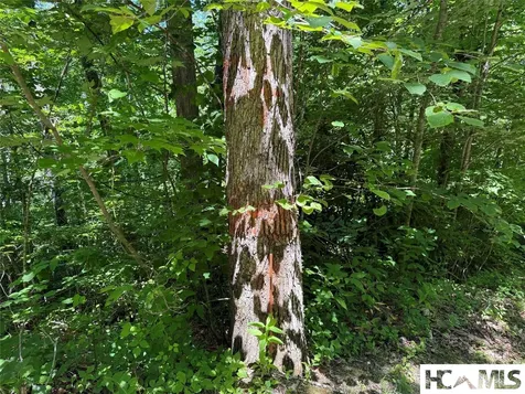 Lot 55 Pilot Mountain Glenville NC 28736