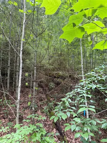 12 N Captiva Mountain Drive Cullowhee NC 28723