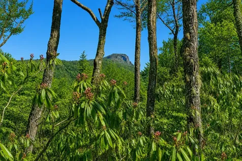 2141 Upper Divide Road Highlands NC 28741