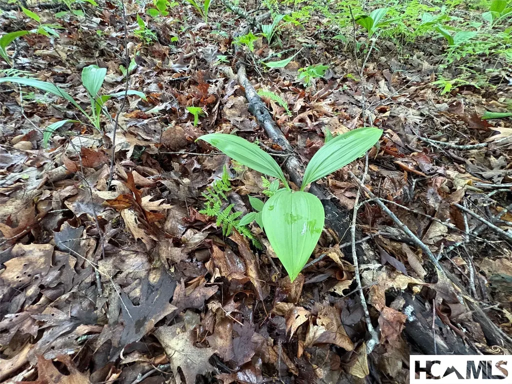 Lt 22 Hibernation Place Cullowhee NC 28723
