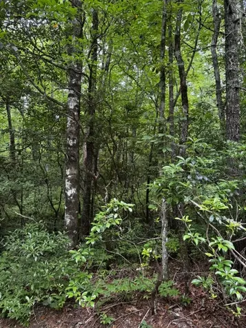 47B Big Pine Road Sapphire NC 28774