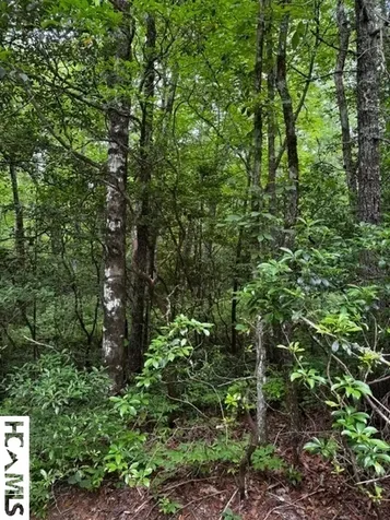 48B Big Pine Road Sapphire NC 28774