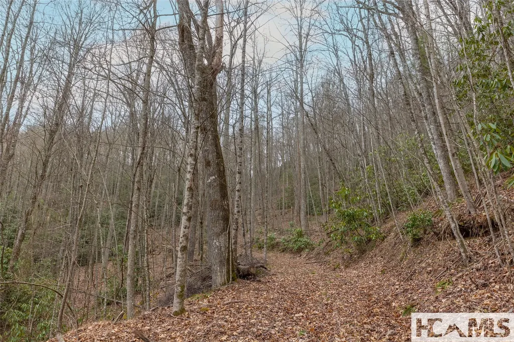 Tr A Fenley Forest Trail Cullowhee NC 28723