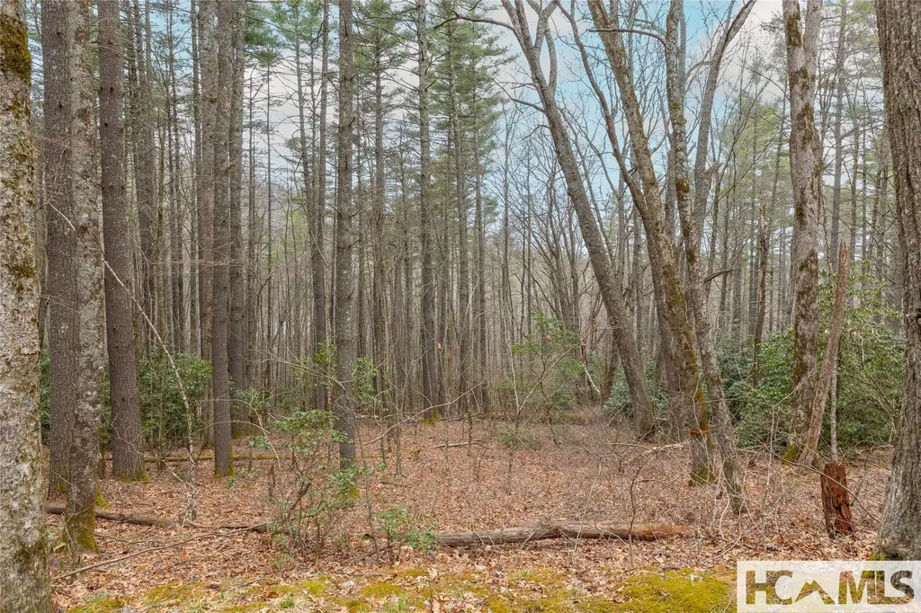 Tr A Fenley Forest Trail Cullowhee NC 28723
