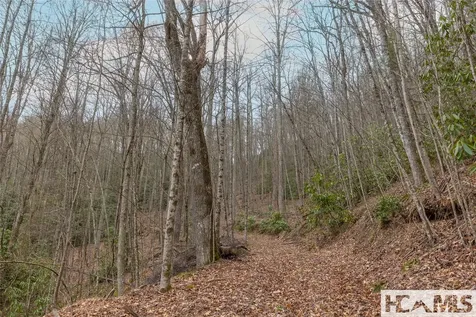 Tr A Fenley Forest Trail Cullowhee NC 28723