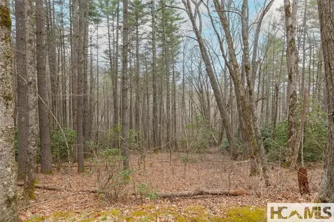 Tr A Fenley Forest Trail Cullowhee NC 28723