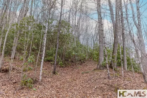 Tr A Fenley Forest Trail Cullowhee NC 28723