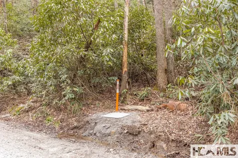 Tr A Fenley Forest Trail Cullowhee NC 28723