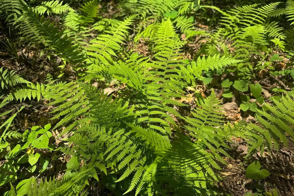 Tbd S Highway 107 Cashiers NC 28717