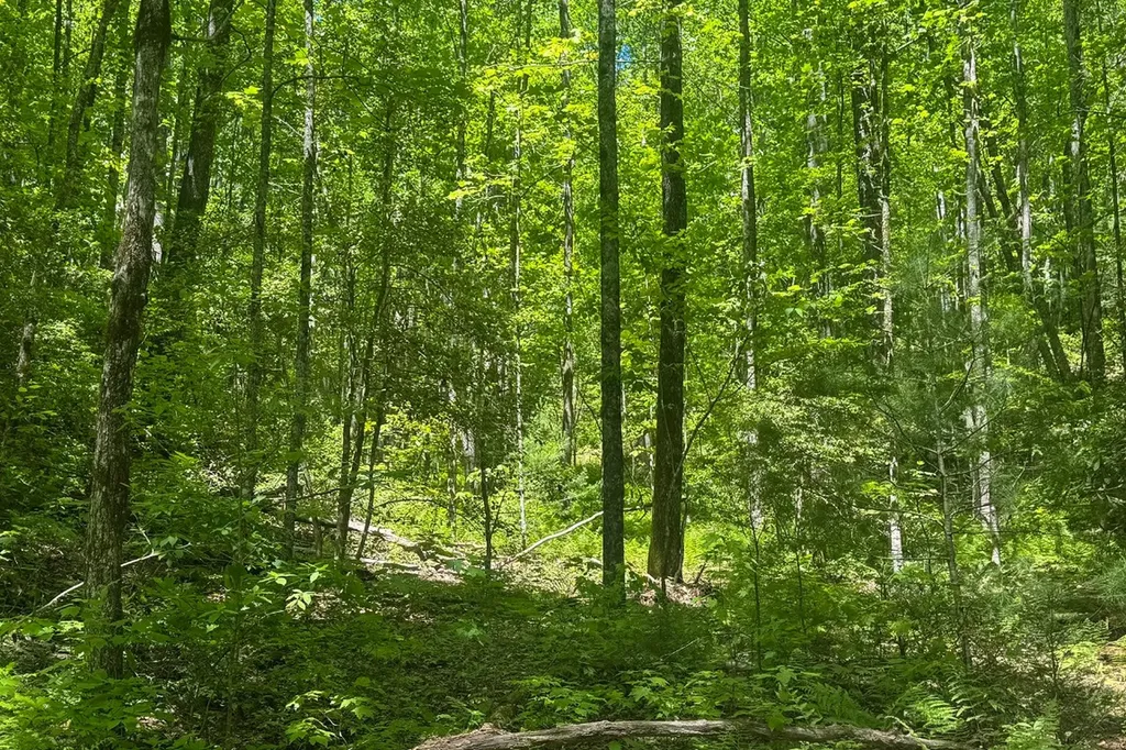 Tbd S Highway 107 Cashiers NC 28717