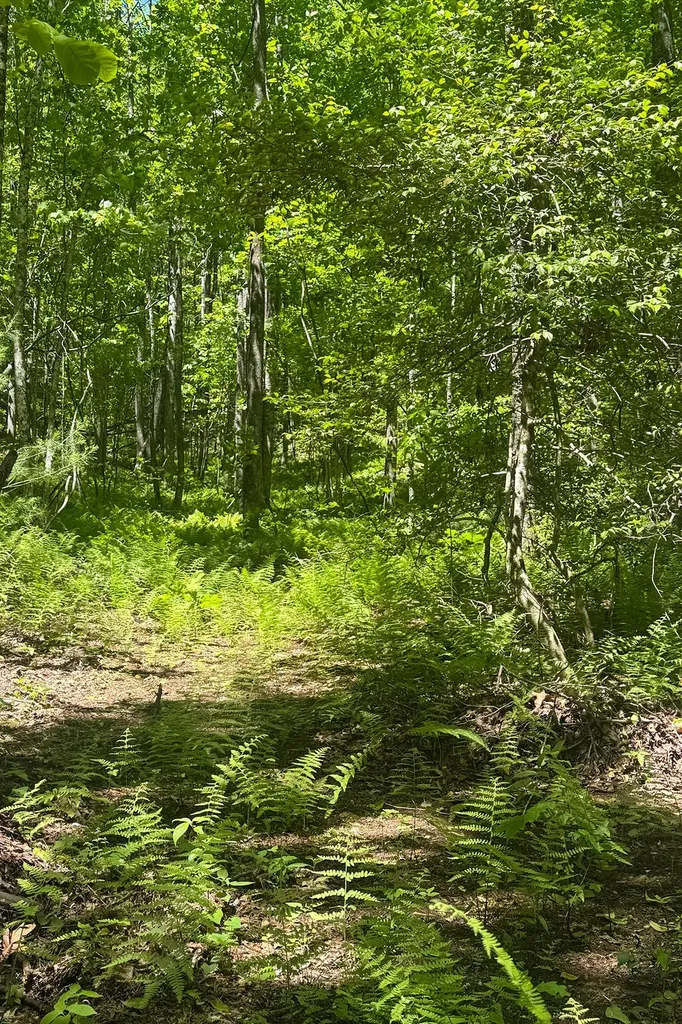 Tbd S Highway 107 Cashiers NC 28717