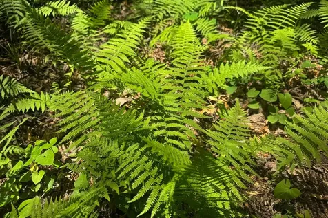 Tbd S Highway 107 Cashiers NC 28717