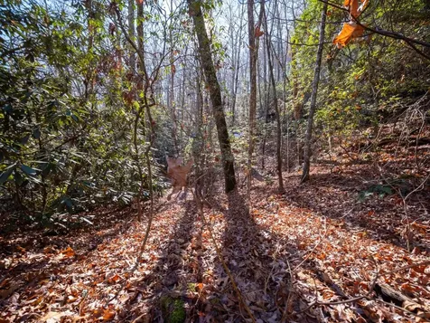 Tbd Sapphire Road Sapphire NC 28774
