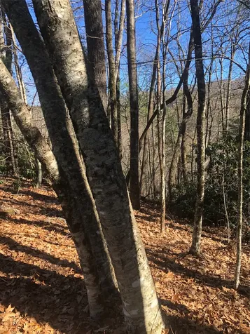 51 Cherokee Trace Cashiers NC 28717