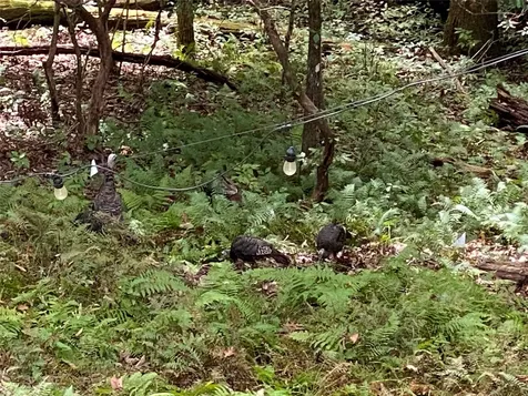 40 Ivy Court Sapphire NC 28774