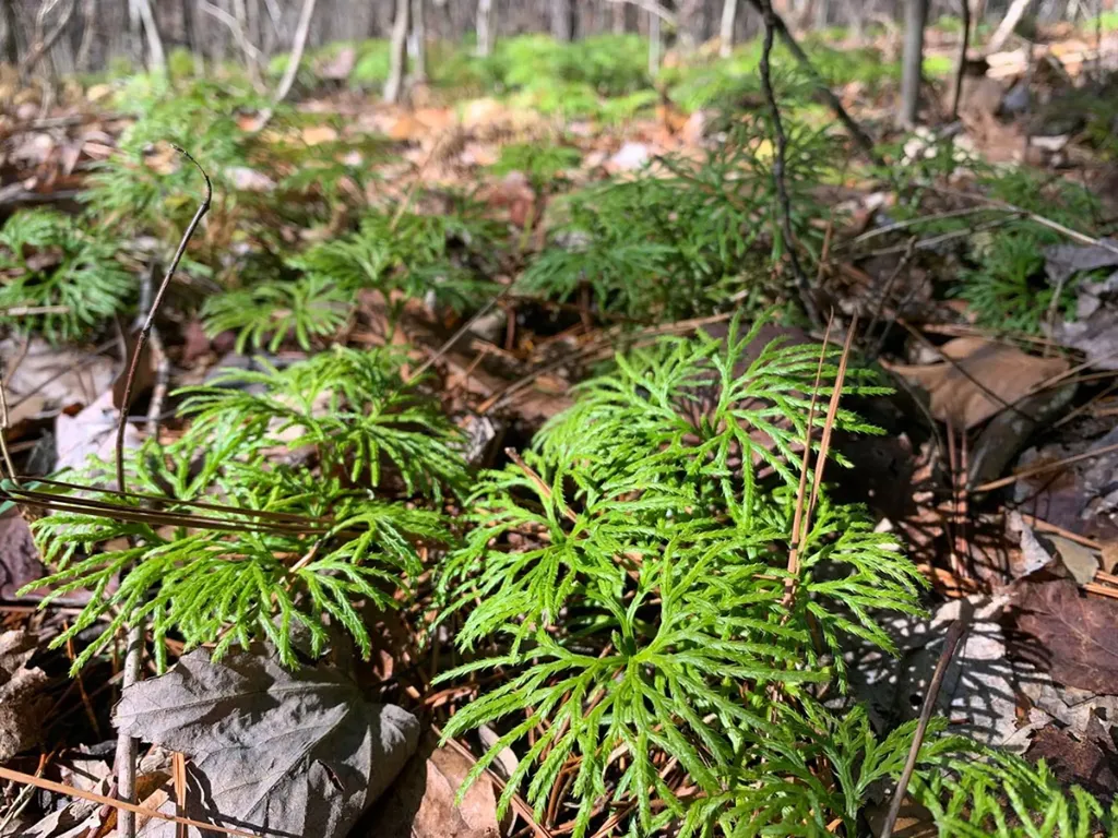 47 Cullowhee Forest Road Cullowhee NC 28723