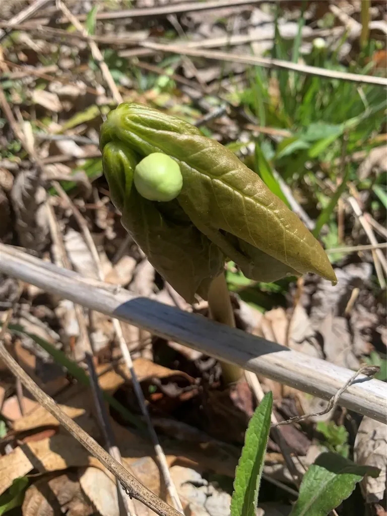 47 Cullowhee Forest Road Cullowhee NC 28723