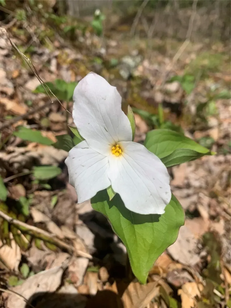 47 Cullowhee Forest Road Cullowhee NC 28723