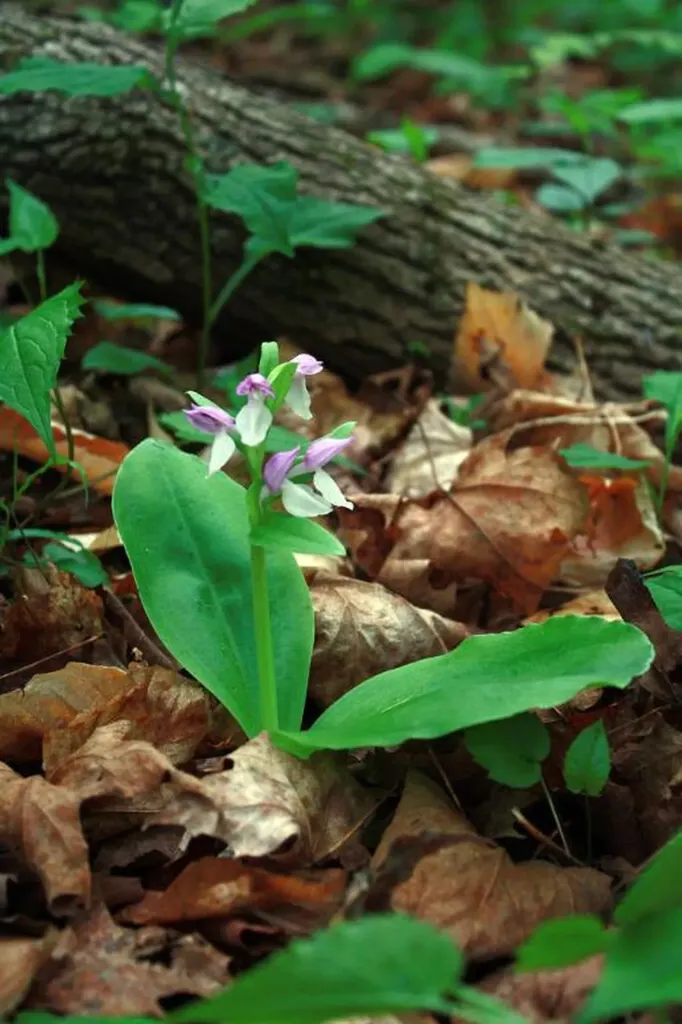 47 Cullowhee Forest Road Cullowhee NC 28723